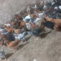 جوجه‌محلی