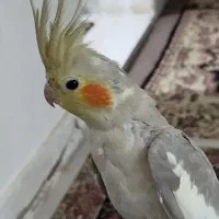 عروس هلندی آهویی|پرنده|الوند, |دیوار