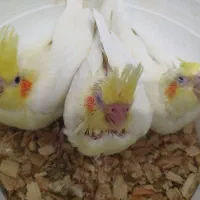 عروس هلندی نر ماده|پرنده|شاهین‌شهر, شهرک گلدیس|دیوار