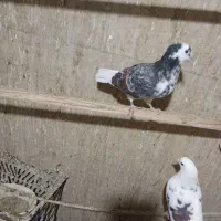 کبوتر پرشی|پرنده|سلطانیه, |دیوار