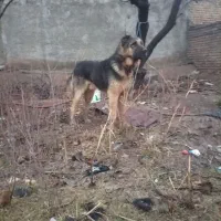 سگ گله ای و نگهبان