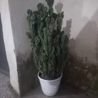 کاکتوس صخره ای