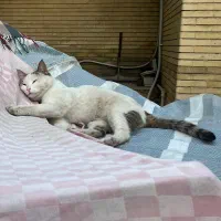 گربه پیدا شده
