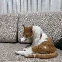 واگذاری گربه در رشت|گربه|رشت, پستک|دیوار