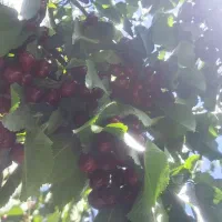 گیلاس|خوردنی و آشامیدنی|سجاس رود, |دیوار