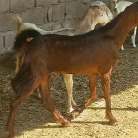 فروش کهره ی نر پاکستانی