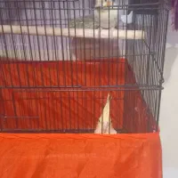 باسلام ۲ جفت عروس هلندی  مولد