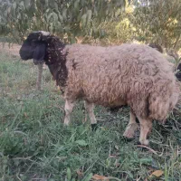 پنج عدد گوسفند