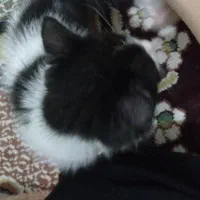 گربه واگذاری