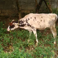 گوساله هلشتاین