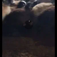 فروش ۱۰ راس بر نر