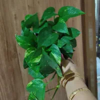 فروش گلهای طبیعی باقیمت خیلی خوب|گل و گیاه طبیعی|ساری, |دیوار