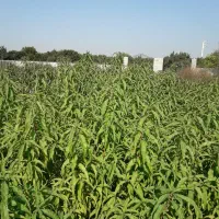 نهال شلیل حسنپوری کرس|گل و گیاه طبیعی|ساری, |دیوار