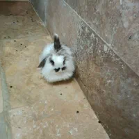 واگذاری خرگوش نروماده به همراه قفس