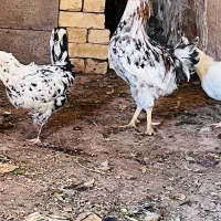 مرغ گلین
