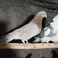 کبوتر پرشی|پرنده|تهران, خاک سفید|دیوار