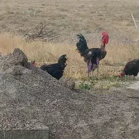 خروس
