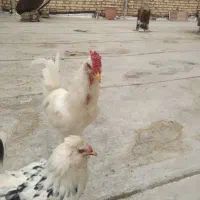 خروس گلین