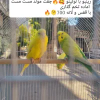 مرغ عشق مولد با جوجه  انواع رنگ ها و نژادها|پرنده|پاوه, |دیوار