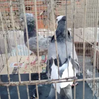 کبوتر پرشی سید|پرنده|بومهن, |دیوار