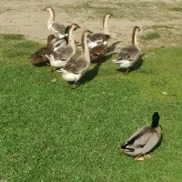 فروش قوغاز محلی|حیوانات مزرعه|ماکلوان, |دیوار