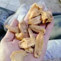 خریدوفروش ثعلب قلوه و پنجه وکتیرا|گل و گیاه طبیعی|تهران, امیر بهادر|دیوار