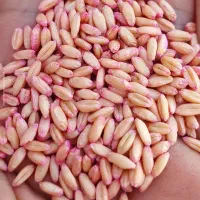 گندم بذر رقم واران نقد و اقساط
