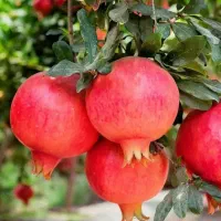 180/250نهال گلدانی