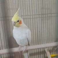 عروس هلندی گم شده