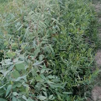 نهال اکالیپتوس