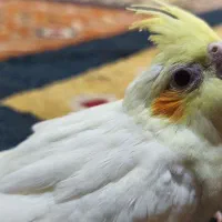 عروس هلندی لوتینو سرلاکی|پرنده|زرقان, |دیوار