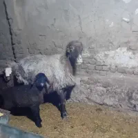 میش زایده دو قلو