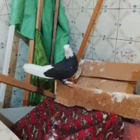 ماده شازده سیاه