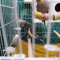 عروس هلندی نر -ابلق سینامون|پرنده|اسدآباد, |دیوار