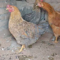 ۳ عدد مرغ محلی اصل