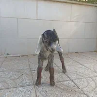 فروش بزغاله