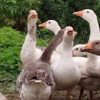 فروش قو غاز ( اوکرانی )