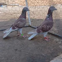 پلاکی
