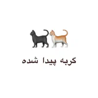 گربه پیداشده