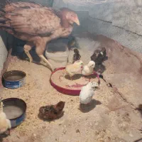 مرغ با جوجه ذات دار2/500|حیوانات مزرعه|تخت, |دیوار