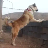 ماده خراسانی|سگ|قوچان, |دیوار