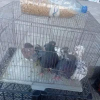 فروش کبوتر|پرنده|بانه, |دیوار