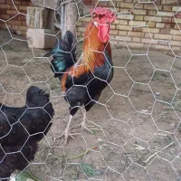 خروس|حیوانات مزرعه|دزفول, |دیوار