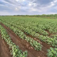 اجاره زمین زراعی بخش هفت