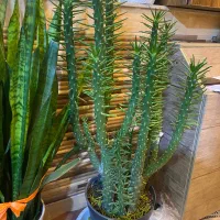 کاکتوس و سانسوریا