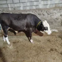 گوساله نر گوشتی