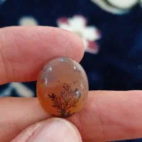 سنگ شجر قائنات