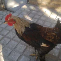 خروس تازه جوان شده