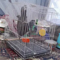 کاسکو دم شکلاتی|پرنده|یزد, |دیوار