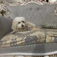 سگ پیدا شده|سگ|فولادشهر, B2|دیوار